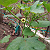 Post: This is an okra.. my garden #Featured